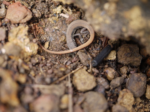 Beddome’ s lacerta, Ophisops beddomei