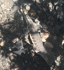 Callisaurus draconoides rhodostictus