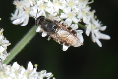 Stratiomys singularior