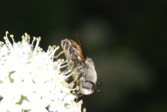 Stratiomys singularior