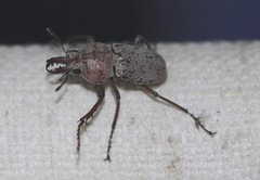 Cacostomus squamosus