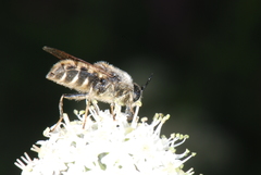 Stratiomys singularior