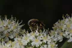 Stratiomys singularior