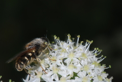 Stratiomys singularior