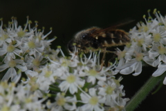 Stratiomys singularior