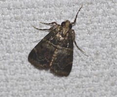 Orthaga atribasalis