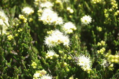 Kunzea muelleri
