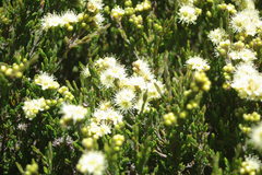 Kunzea muelleri