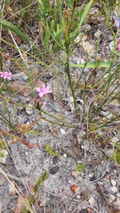 Boronia juncea