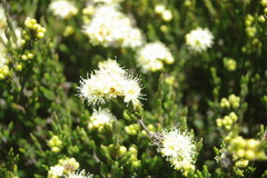Kunzea muelleri