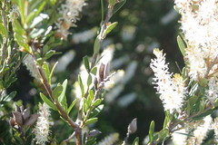 Orites lancifolius