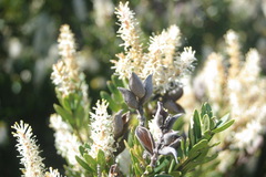 Orites lancifolius