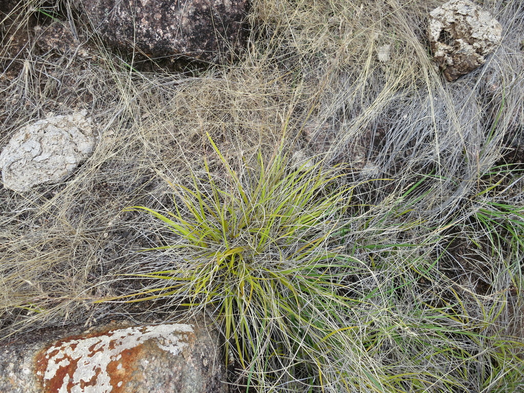 Styppeiochloa hitchcockii