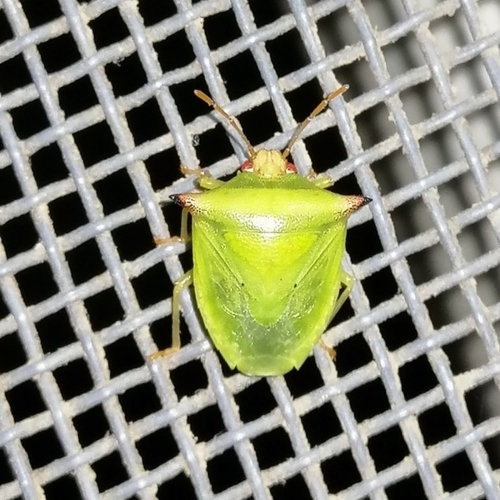 Odmalea concolor