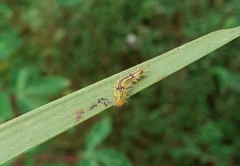 Phalacra vidhisara