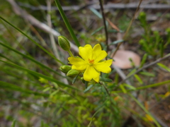Hibbertia australis