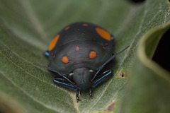 Pachycoris