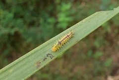 Phalacra vidhisara