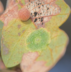 Andricus pattersonae