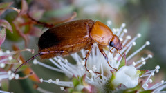 Two-tone Nectar beetle