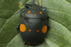 Pachycoris