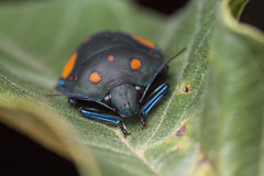 Pachycoris