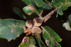Disholcaspis canescens
