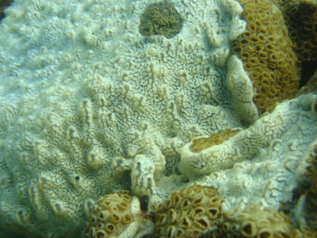Colonial tunicate