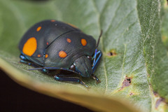 Pachycoris