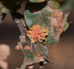 Burnettweldia corallina