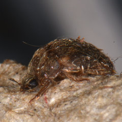 Amphicrossus ciliatus