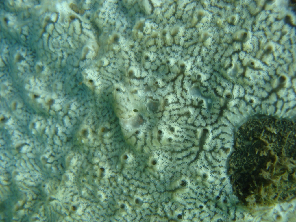 Colonial Tunicate