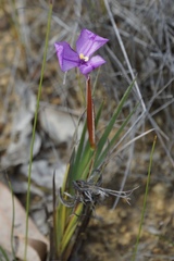 Patersonia pygmaea