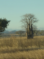 Adansonia