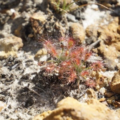 Drosera verrucata