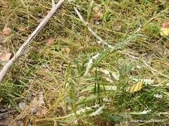 Cirsium pyrenaicum