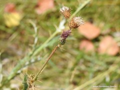 Cirsium pyrenaicum