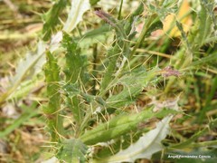 Cirsium pyrenaicum
