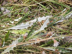 Cirsium pyrenaicum