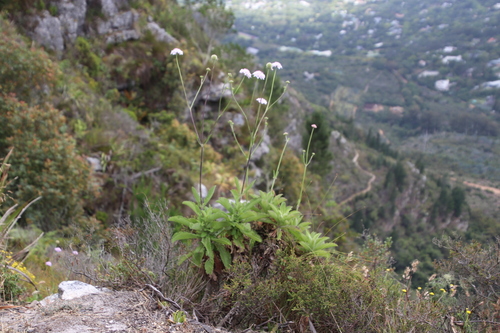 Image of Scabiosa africana by (c) Tony Rebelo, some rights reserved (CC BY-SA)