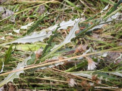 Cirsium pyrenaicum