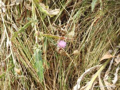 Cirsium pyrenaicum