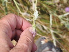 Cirsium pyrenaicum