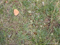 Trinia glauca glauca