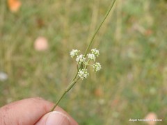 Trinia glauca glauca