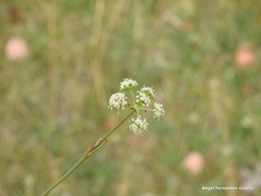 Trinia glauca glauca
