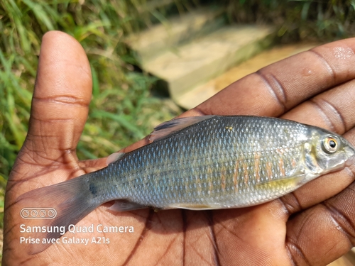 Distichodus hypostomatus