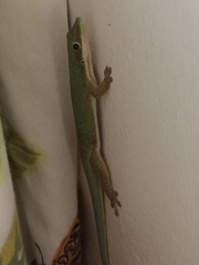 Phelsuma dubia
