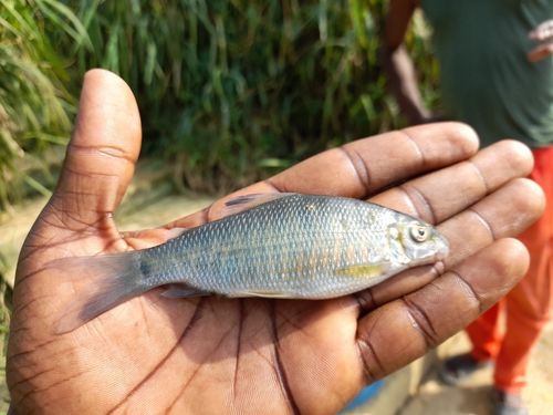 Congo distichodus (Distichodus hypostomatus) — Distichodontidae — 5