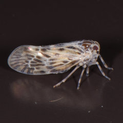 Cedusa maculata